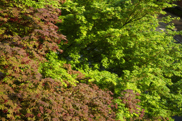 It is a lush maple tree.
