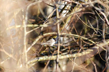 A lone marsh tit perched quietly on a wood branch in spring woods. Side view of calm tit resting on branch, eye-level, soft spring mood, forest background, peaceful concept.