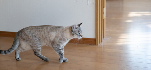部屋を歩く猫　シャムトラ猫