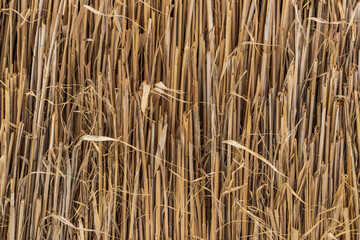 Close-up of a natural dry reed or straw texture. Rustic and organic background pattern with vertical dried plant stems, ideal for eco-themed designs, wallpapers, and sustainable living concepts.