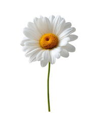 Naklejka premium Single White Daisy on Green Stem Against Transparent Background, PNG