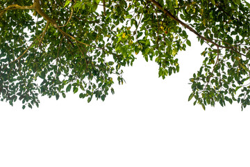 green leaves isolated on white