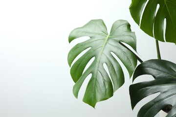 Green Monstera Leaf White Background