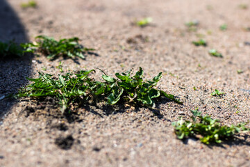 A diverse bunch of green plants are growing vibrantly out of the ground
