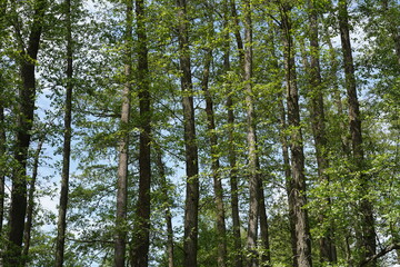 Frühlingshafte Erlenlandschaft im Spreewald bei Lübbenau