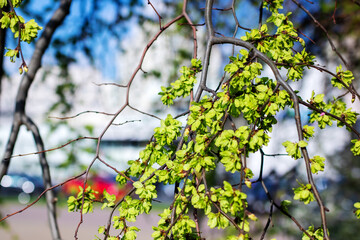 A flourishing tree branch adorned with numerous vibrant green leaves on it