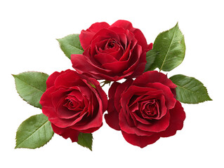 Fototapeta premium Three Dark Red Roses with Green Leaves on Transparent Background, PNG