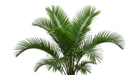 Lush Areca Palm Plant Isolated on Transparent PNG Background