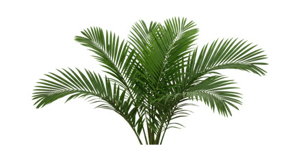 Lush Areca Palm Plant Isolated on Transparent PNG Background
