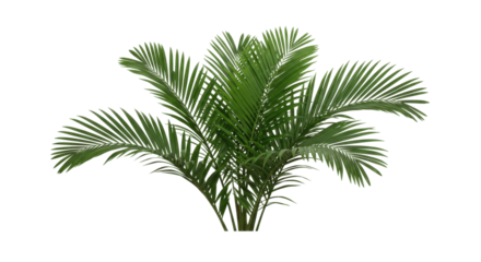 Lush Areca Palm Plant Isolated on Transparent PNG Background
