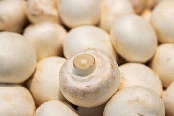 A large pile of white mushrooms has one mushroom in the center