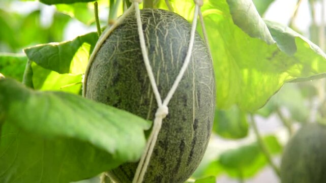 Closeup focus to Fresh green melon in greenhouse
