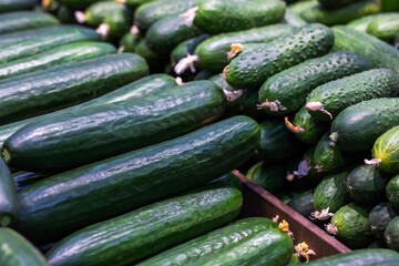 A large group of fresh cucumbers is piled on top of one another in a box