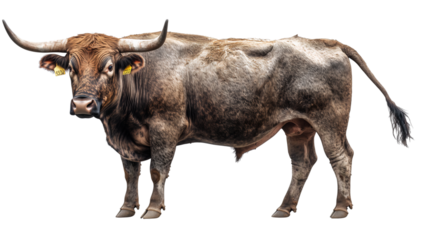 Domestic cattle standing still in a farm environment, PNG, created with Generative AI