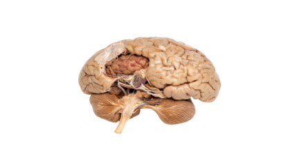 Detailed view of a human brain showcasing its intricate structure and anatomy, perfect for educational purposes.