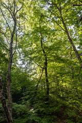 Green forest in the morning
