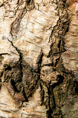 Close up view of texture of tree bark
