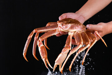 Chef holding Chionoecetes opilio, captured by high-speed photography, huge crab