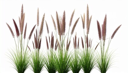 green grass isolated on white background