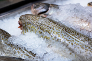 Several different types of fish are laying on ice in a tray