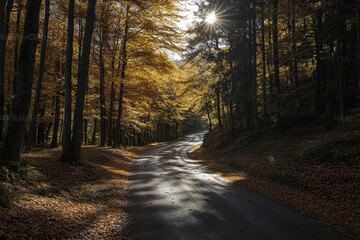 Obraz premium Autumnal Road Through Golden Forest: Sunlit Path in a Picturesque Woodland Setting