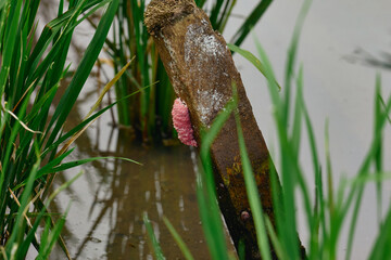 Close-up of a wooden stake in a rice paddy, hosting the vibrant pink egg cluster of a golden apple snail (Pomacea canaliculata), surrounded by lush green rice plants and reflective water.