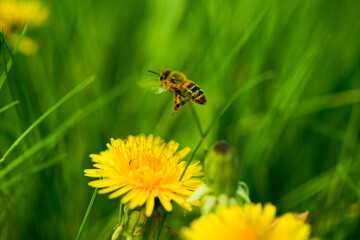 Floral summer spring background. Yellow dandelion flowers and flying bee close up in field in nature on green background. Colorful artistic image