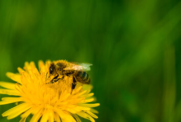 Green spring background. Bee collects pollen on yellow dandelion growing in meadow. Wildlife....