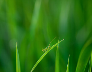 Grasshopper on a blade of grass close-up.