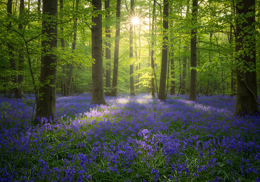 Sunlit Bluebells Carpet Enchanting Forest Floor in Spring Sunrise