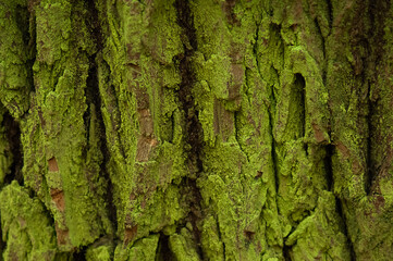 Moss on tree bark. Background. Texture.