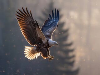 Obraz premium A majestic eagle with striking feathers soars gracefully through the golden morning light.