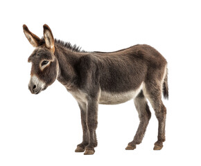 Fototapeta premium Playful donkey standing in natural pose at farm on a transparent background, cut out