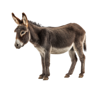 Playful donkey standing in natural pose at farm on a transparent background, cut out
