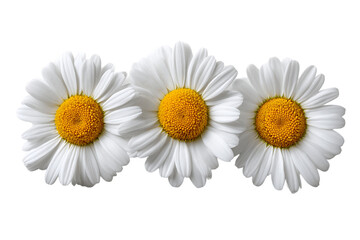 Fototapeta premium Three White Daisies on Transparent Background, PNG