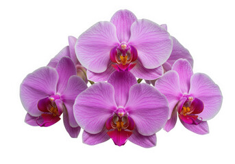 Cluster of pink orchids blossom on white background