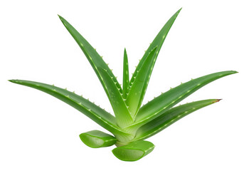 Obraz premium Aloe vera succulent plant isolated on white background