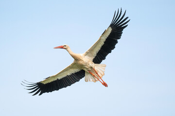 Cigogne blanche, .Ciconia ciconia, White Stork,