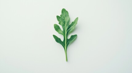 Fresh green arugula leaf displayed on a clean surface showcasing its natural shape and texture