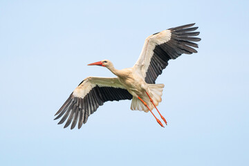 Cigogne blanche, .Ciconia ciconia, White Stork,