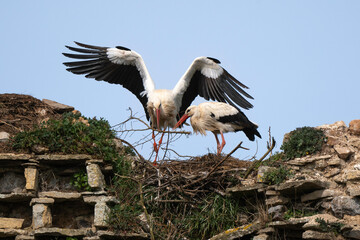 Cigogne blanche, nid,.Ciconia ciconia, White Stork, Chateau de la Rivière, Parc Naturel Régional des Marais du Cotentin et du Bessin, Manche, 50, France