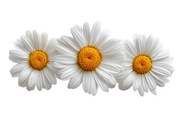 Obraz premium Three White Daisies on Transparent Background, PNG