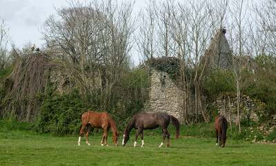 Cigogne blanche, nid,.Ciconia ciconia, White Stork, cheval, Chateau de la Rivi&egrave;re, Parc Naturel R&eacute;gional des Marais du Cotentin et du Bessin, Manche, 50, France
