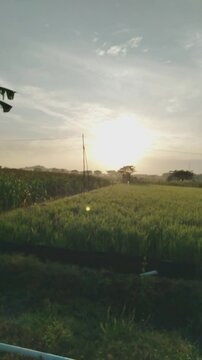 sunny morning with a view of rice fields in the countryside