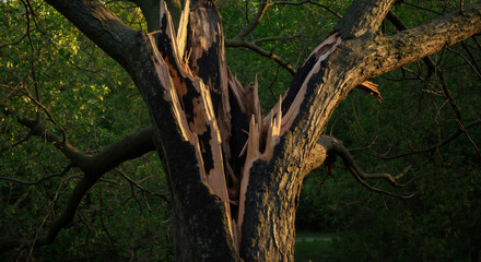 Obraz premium Lightning-damaged tree with splintered trunk and exposed wood in green forest. Natural disaster aftermath showing destructive power of electrical strikes on forest ecosystem