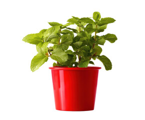 Obraz premium Fresh mint plant in a vibrant red pot for home decor and cooking on a transparent background, cut out