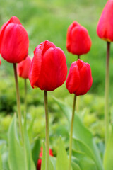 Red large tulips in a summer garden.