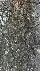 Close-Up of Textured Bark Surface, Revealing Natural Patterns and Intricate Details on Tree Trunk