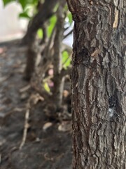 Fototapeta premium Close-Up of Textured Tree Bark with Natural Green Background in Soft Focus