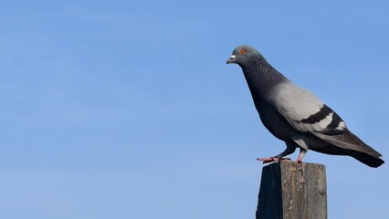 Gray pigeon perched on a wooden post against a clear blue sky in bright daylight conditions